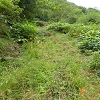 Plants: image 34 Of 117 Thumb
